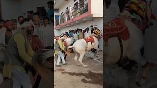 #_horse #_dance_video #_like_and_subscribe ❣️