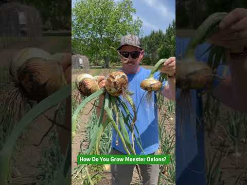 Video: Prairie Onion Care - Coltivare cipolle selvatiche della prateria in giardino