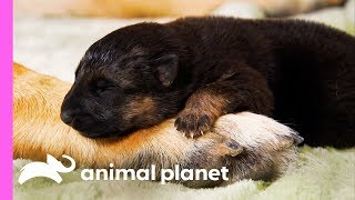 German Shepherd Mom Has Her Paws Full With 3 Cheeky Pups | Too Cute! German Shepherd Mom Has Her Paws Full With 3 Cheeky Pups | Too Cute!