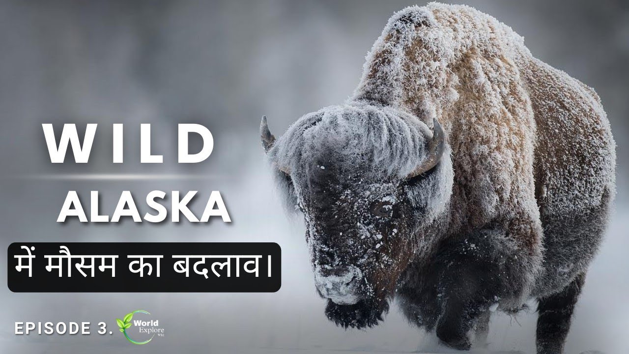 Wild Alaska Wildlife Full Episode 3 Hindi Documentry. YouTube