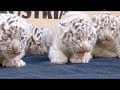 Белых тигрят представили публике в Австрии (новости)