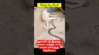 தூங்கிட்டு இருந்த நாயை பார்த்த பாம்பு என்ன செய்தது தெரியுமா #dog #snake #wild #facts #shorts