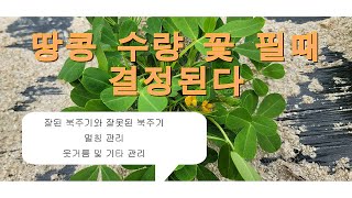 땅콩 꽃필때 관리가 중요