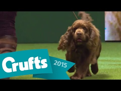flat-coated-retriever-wins-gundog-group-judging-|-crufts-2015