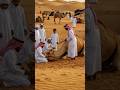 The Desert Tradition Preparing For Eid Al Adha In A Village Camel Ki Qurbani 