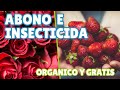 🌱 ABONO E INSECTICIDA PODEROSO 🍓 ABONO ORGANICO GRATIS 🍅 PARA ROSAS, TOMATES, FRESAS O FRUTILLAS 🌹