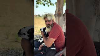 Bakri k kaan me keeray | Ticks in goat ear #viralvideo #viral #fyp #foryou #husbandwife #support