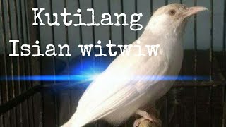 Burung Kutilang (Pedet) | Isian Witwiw 2