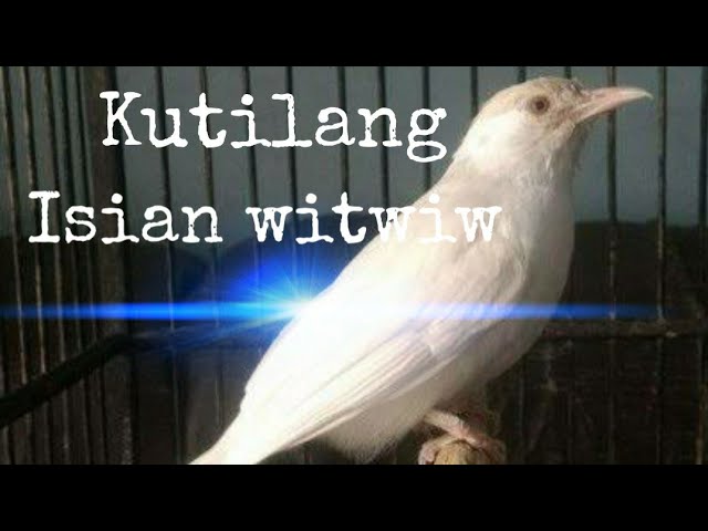 Burung Kutilang (Pedet) | Isian Witwiw 2 class=