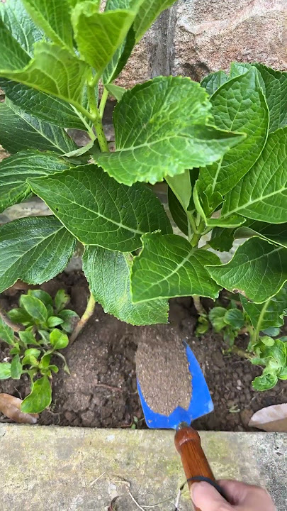Merawat Hortensia atau Hydrangea atau Bunga Bokor Dalam Satu Menit 🌸🌸🌸