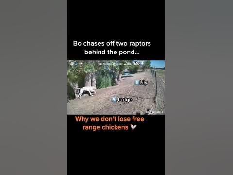Our livestock guardian dogs protect our chickens from hawks. Judge the
