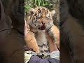 THINGS BABY ANIMALS WON'T TELL YOU PART 1 #nisuuali #fyp #foryou #baby #animals