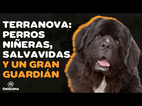 Video: Cosas que debe saber antes de conseguir un perro de Terranova