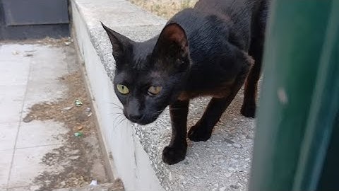 Ich kämpfe gegen die menschliche Mentalität, die besagt,dass streunende Katzen im Müll Futter finden