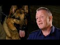 Police dog helps officer stop suspected robber  send in the dogs full episode