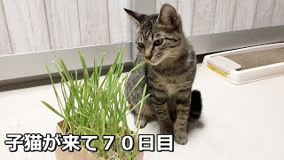 子猫に初めて猫草を与えてみたら・・【まりんが来て70日目】