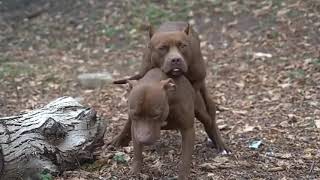 dog mating video  | pitbull dog mating | #dogmating #matingvideo