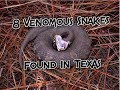 8 Venomous Snakes Found In Texas