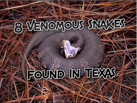 8 Venomous Snakes Found In Texas