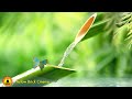 3 HOURS: Relaxing Music for Stress and Anxiety, Meditation Positivity, Zen Healing, Bird Sounds