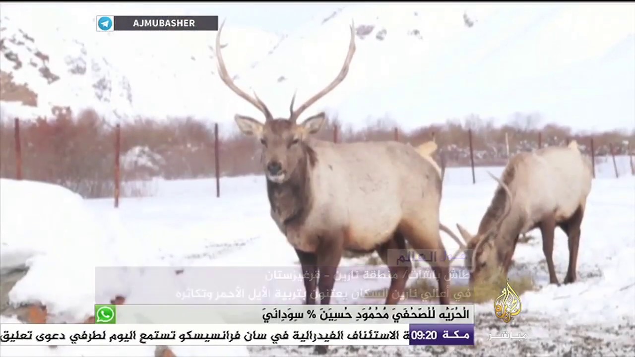 أضخم أنواع الغزلان في العالم