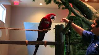 Birds show off their brains during show at the National Aviary