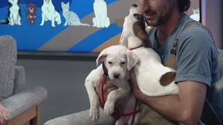 Shelter Sweethearts duo Miles and Maeve are looking for homes!