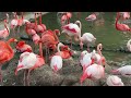 フラミンゴミルクを飲む様子 The flamingo chick is drinking flamingo milk.