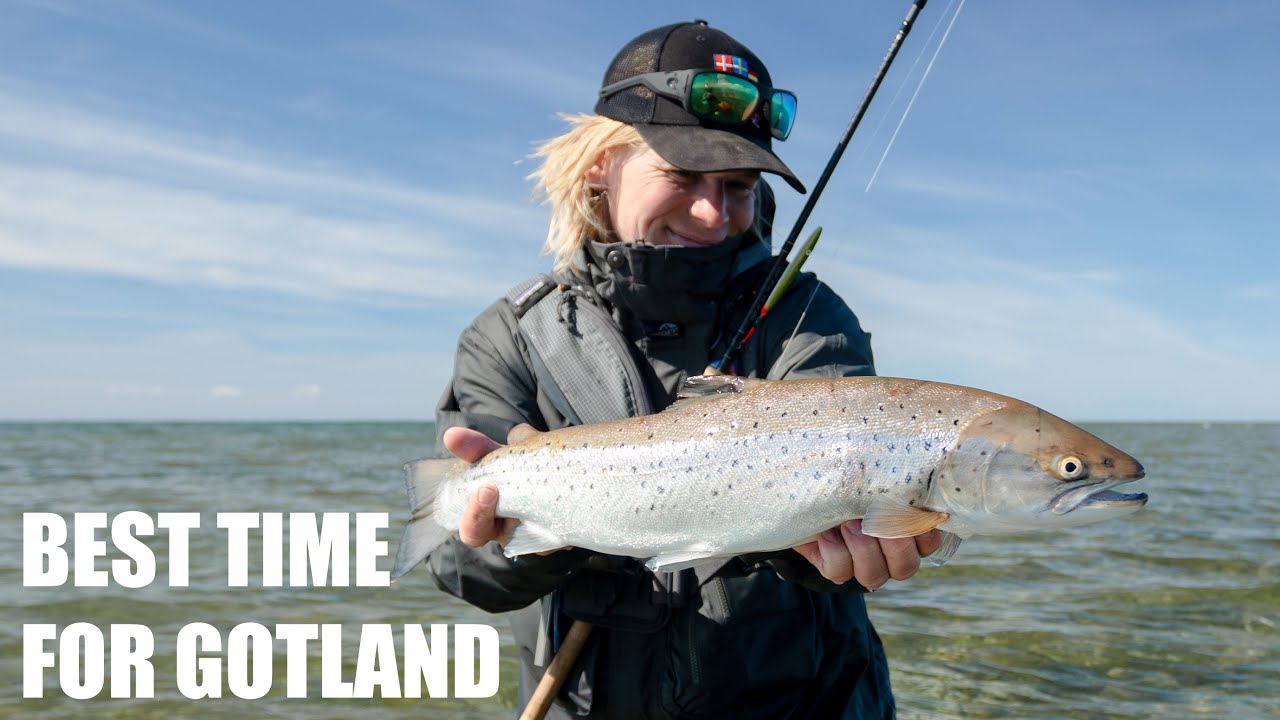 Best time for sea trout fishing on Gotland YouTube