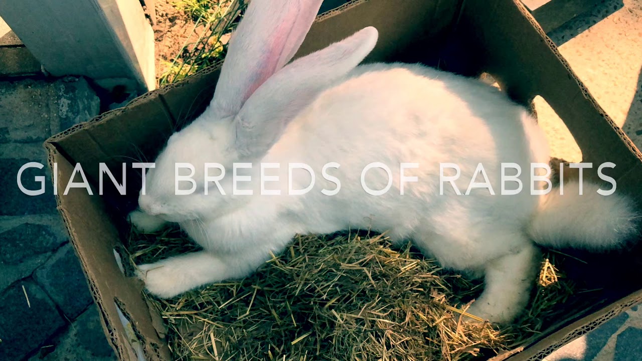 Giants rabbits in karachi Paracha House YouTube