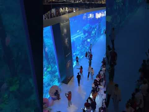 Video: Okeanārijs Dubaijas tirdzniecības centrā: apraksts, funkcijas, interesanti fakti un atsauksmes
