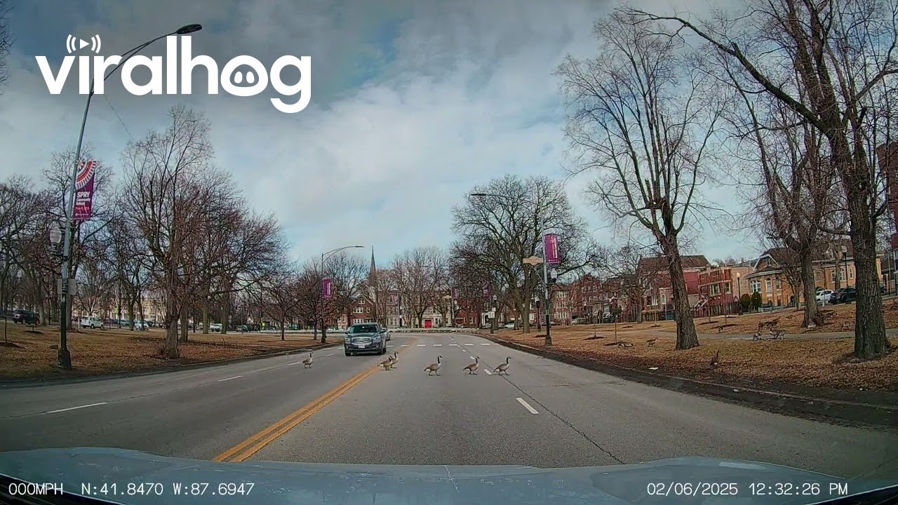 Family of Geese Cross Very Slowly the Street || ViralHog - YouTube