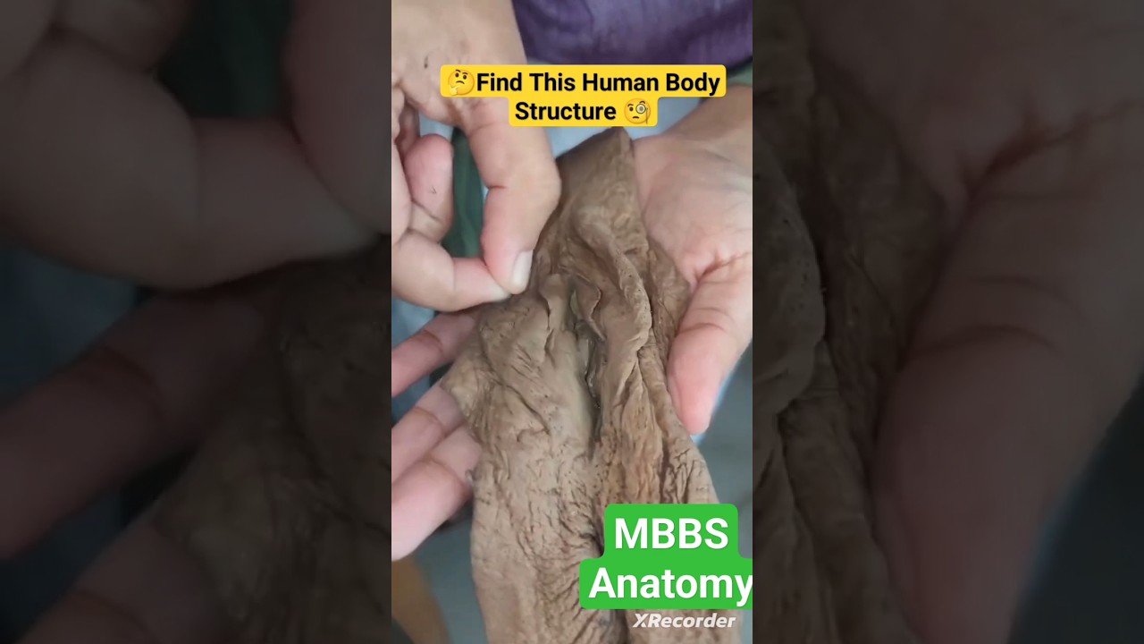 Real Vagina Human Body Anatomy 