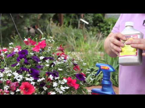 How to Get Rid of Aphids on Petunias : Grow Guru