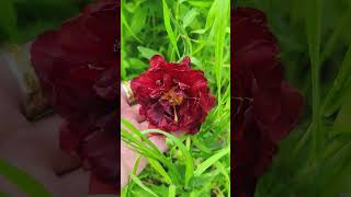 Flowers nature spring 4k