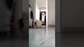 Adorable Lhasa(pogo) Playtime Cuteness Overload#dog#toys#ytshortsfeed#viral#youtubeoftheday#funny