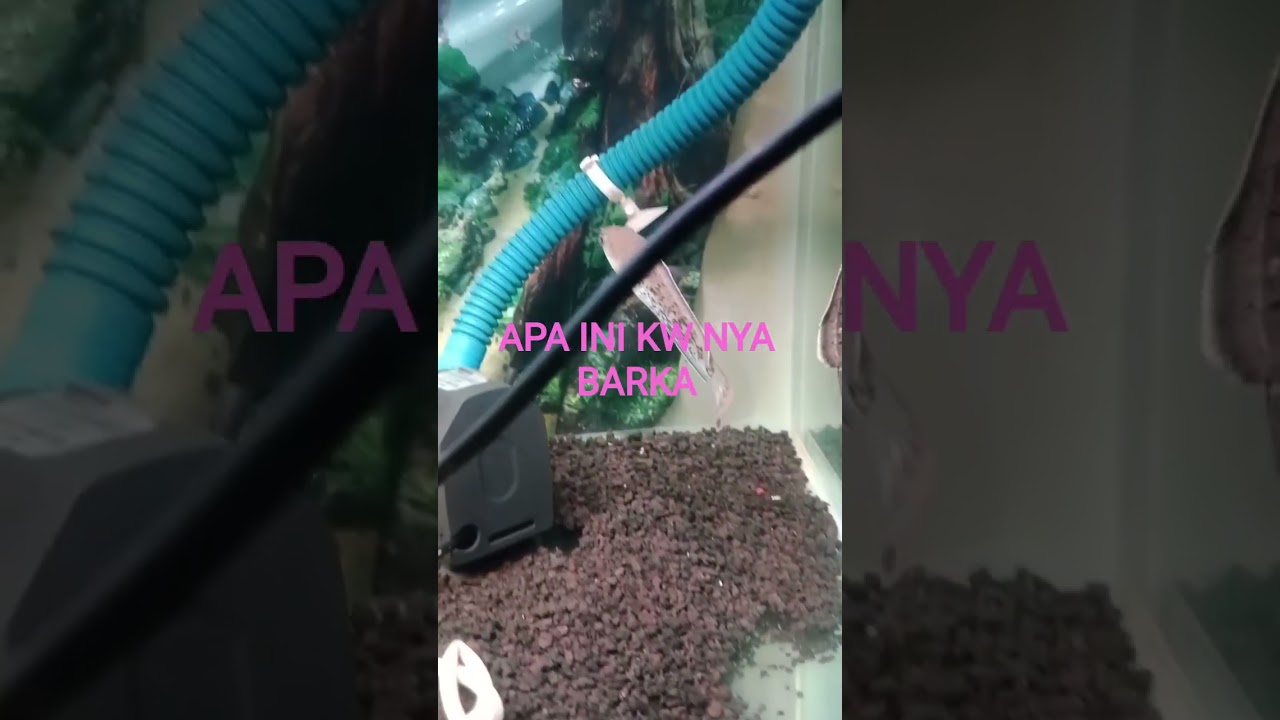 CARA MEMILIH IKAN CHANA YANG BAGUS!!