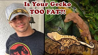 Why you DON'T want FAT Geckos! RANT