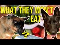 Doggie Taste Taste - What Will They Eat