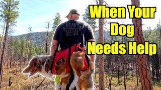 Dog EDC, Bug Out, and First Aid   Overlanding First Aid  Taking Your Dog Camping 4Runner Build