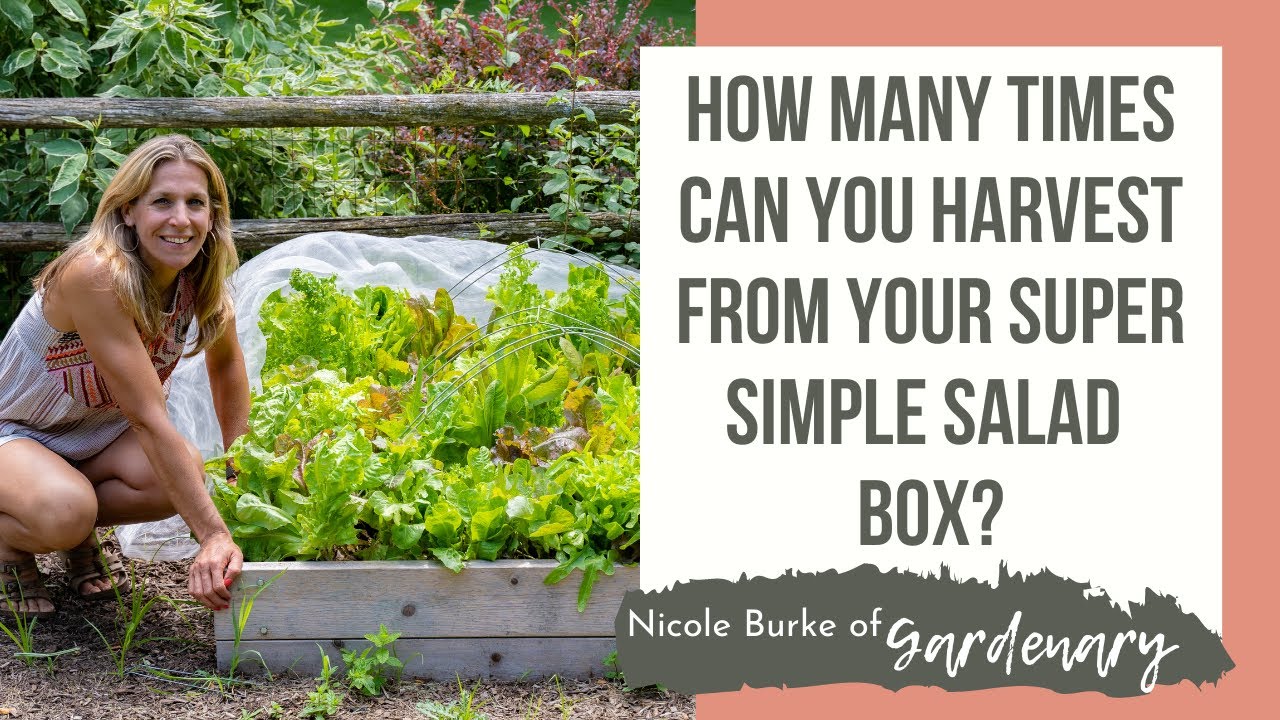 How Many Times Can You Harvest From Your Super Simple Salad Box?