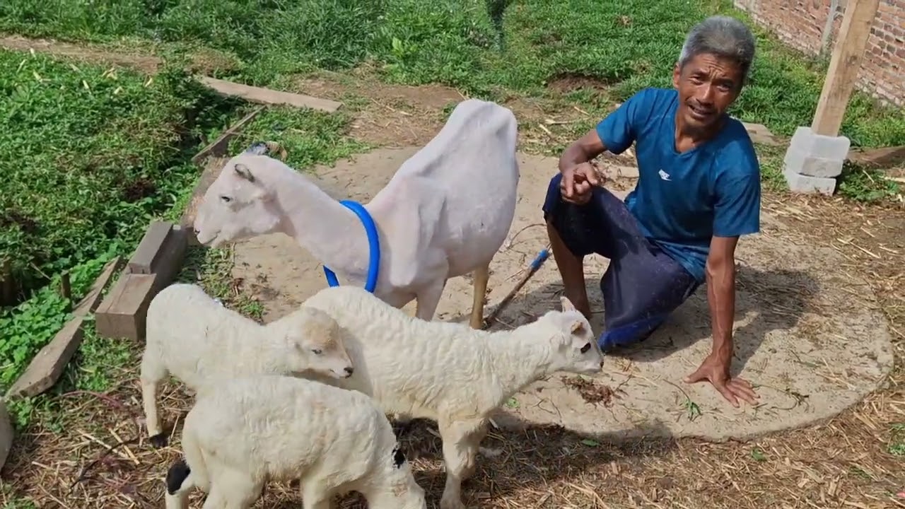 kenapa lebih memilih beternak domba garut. keuntungan beternak domba garut.
