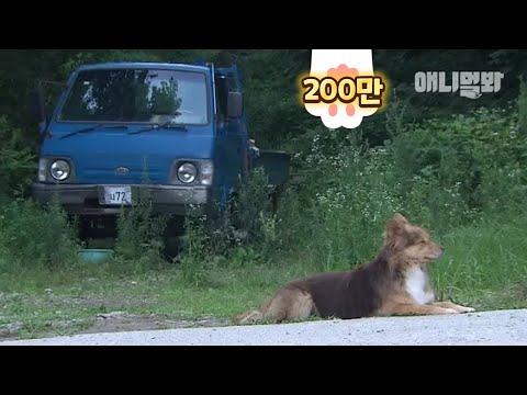 파란 트럭에서 생긴 일 ㅣ This <strong>Dog</strong> <strong>Still</strong> Doesn&amp;#39;t Know His Owner Has Passed Away