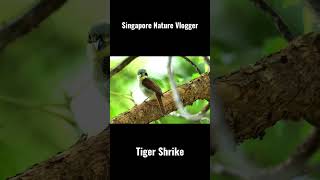Download Lagu 🐦 Tiger Shrike at Garden by the bay MP3