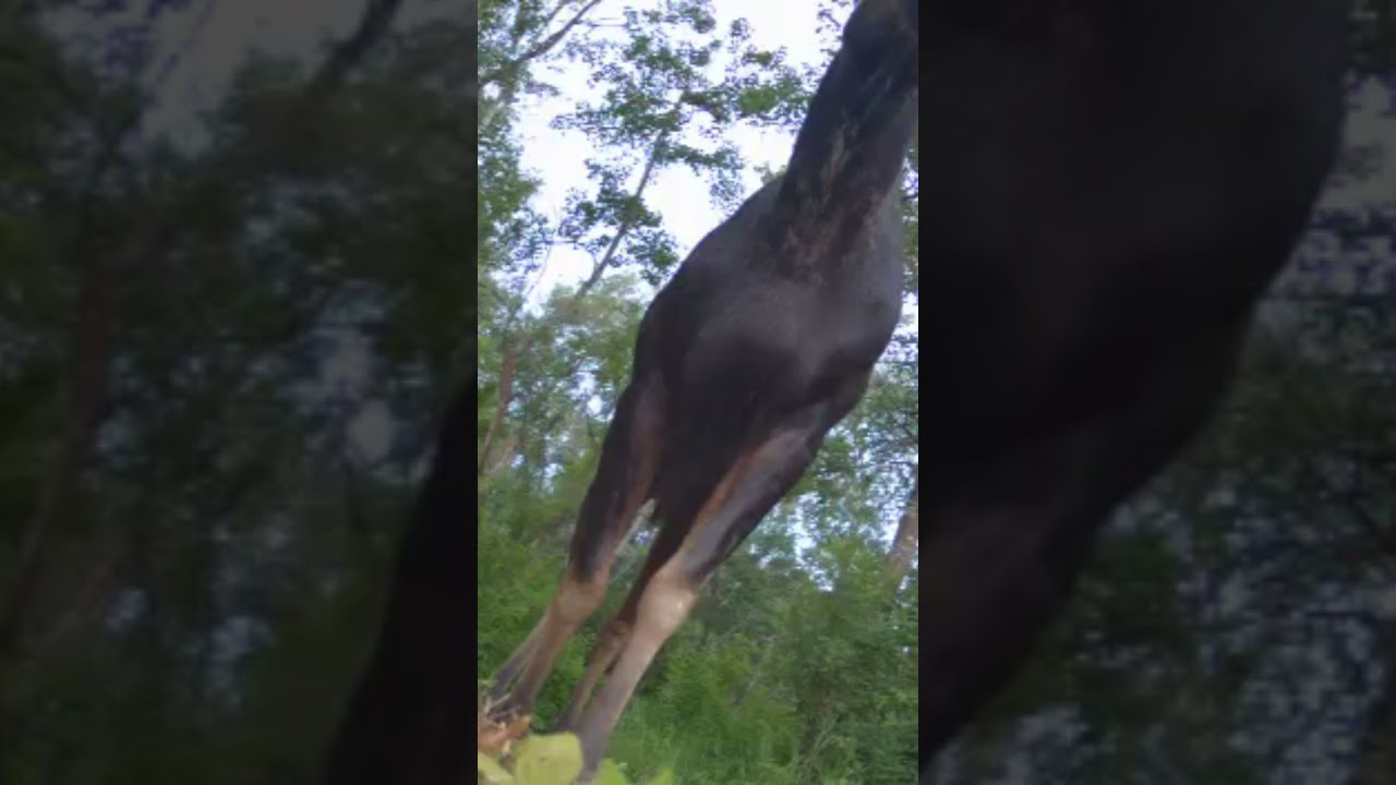 A Moose on the loose!