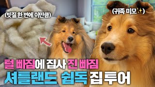 사모예드급으로 털 많이 빠지는 강아지 털 관리의 A to Z!! (쉽독 전용 샴푸, 멀미 안나는 카시트, 부분미용 이발기)| 집사의 개꿀템EP08