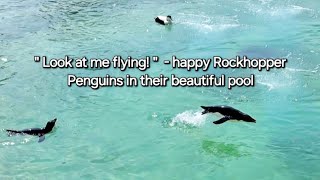 Rockhopper Penguin Porpoising alongside the Eider Ducks