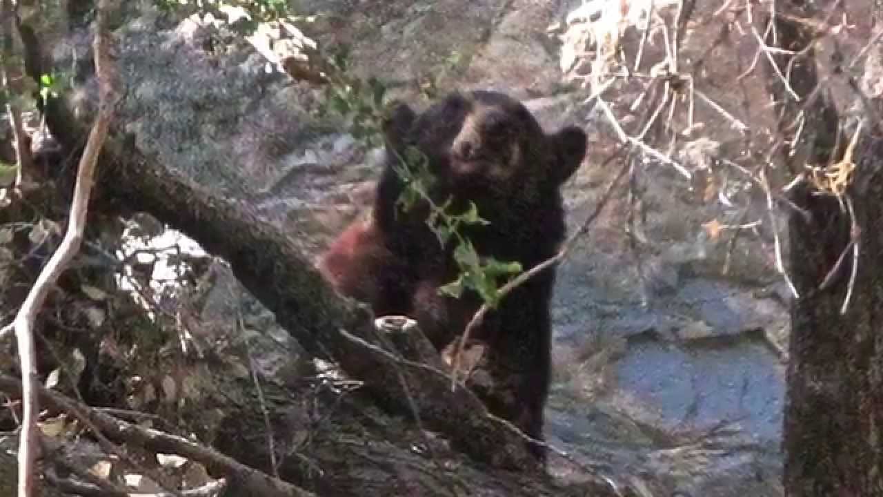 Bear Valley Ca >> the bear and the ranger at Forest Falls CA - YouTube Bear Valley Ca >> the bear and the ranger at Forest Falls CA - YouTube