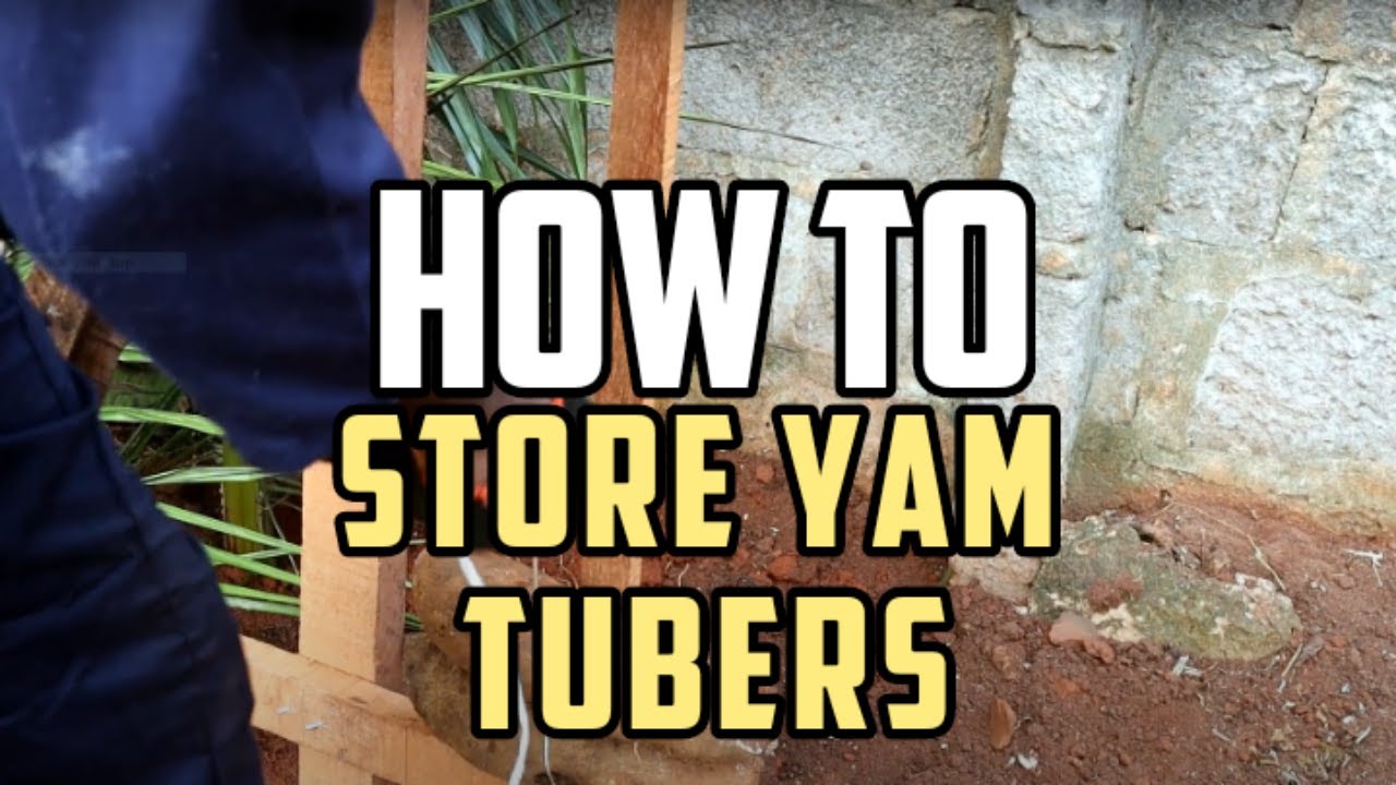 HOW TO TIE YAM TUBERS ON A YAM BARN YouTube