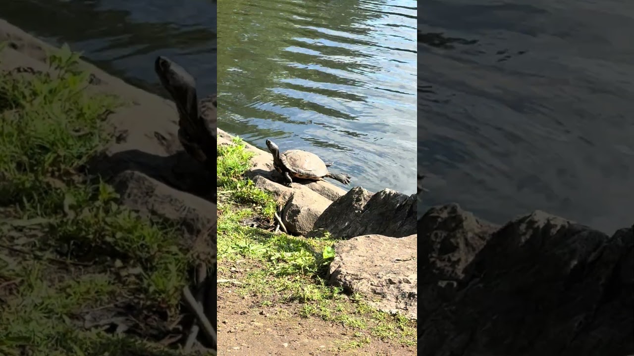 turtle sunbathing on a rock